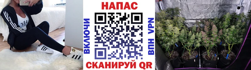 Конопля марихуана  купить наркоту  Воронеж 